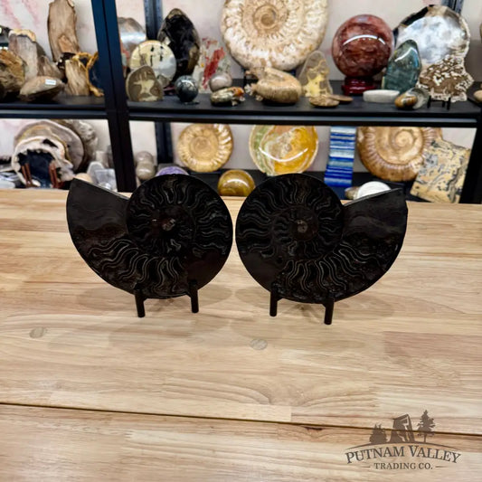 Reserve Agatized Black Ammonite Pair 7.7’’ - Fossil Pair