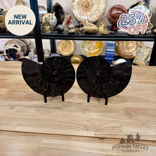 Reserve Agatized Black Ammonite Pair 7.7’’ - Fossil Pair