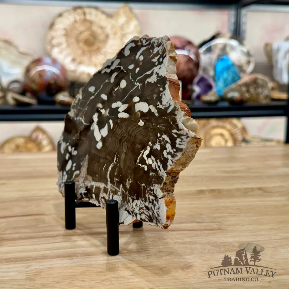 Reserve Australian Petrified Peanut Wood Slab + Stand - Slab