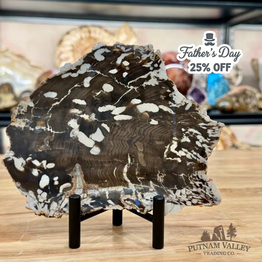 Reserve Australian Petrified Peanut Wood Slab + Stand - Slab