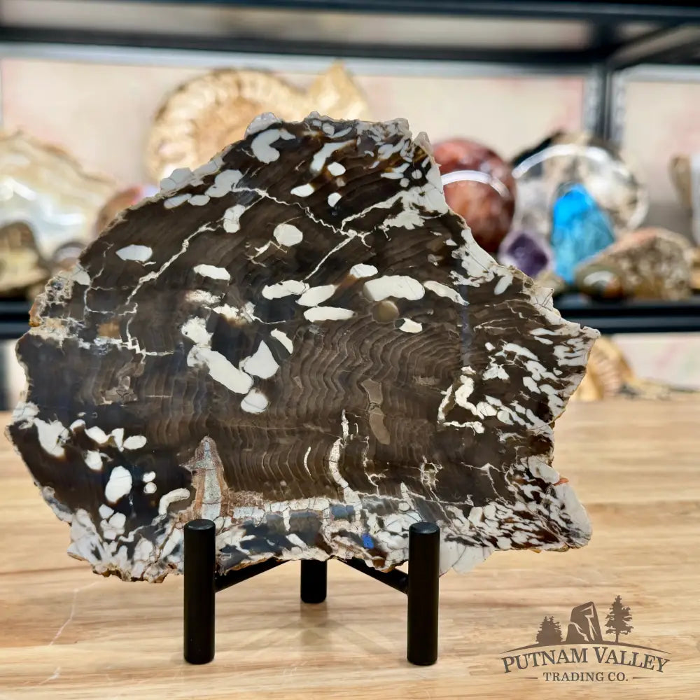 Reserve Australian Petrified Peanut Wood Slab + Stand - Slab