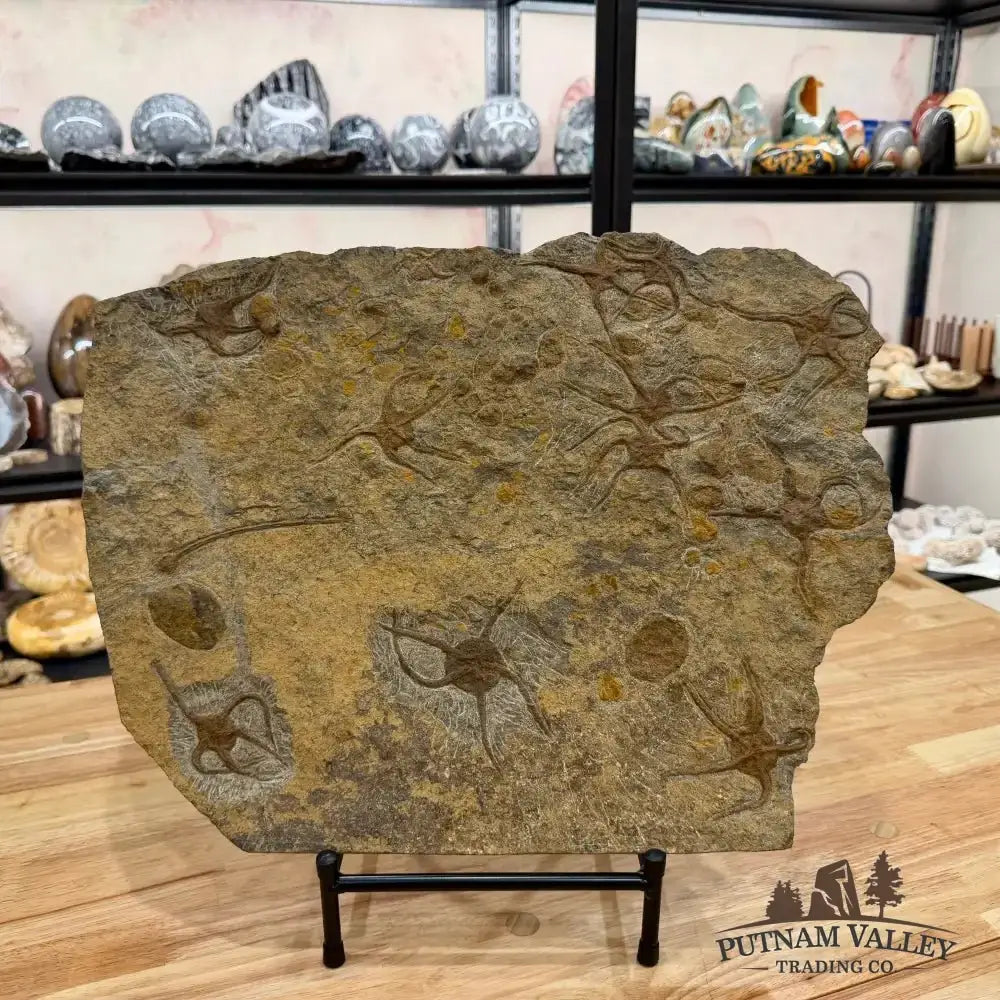 Reserve Authentic 19" Ordovician Mortality Plate – 11 Brittle Stars & Rare Carpoids - Putnam Valley Trading Co.