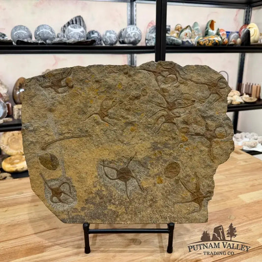 Reserve Authentic 19" Ordovician Mortality Plate – 11 Brittle Stars & Rare Carpoids - Putnam Valley Trading Co.