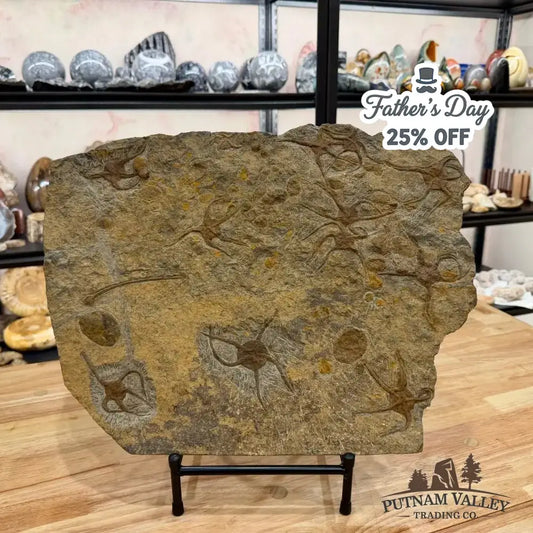 Reserve Authentic 19" Ordovician Mortality Plate – 11 Brittle Stars & Rare Carpoids - Putnam Valley Trading Co.