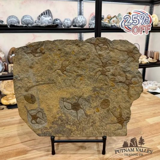 Reserve Authentic 19" Ordovician Mortality Plate – 11 Brittle Stars & Rare Carpoids - Putnam Valley Trading Co.