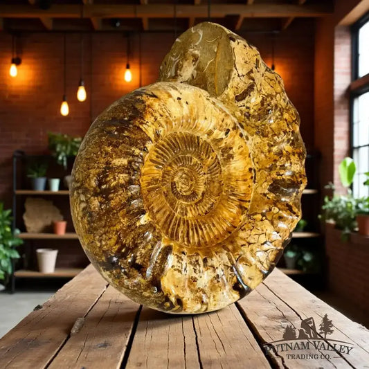 Real Jurassic Ammonite Fossil - Putnam Valley Trading Co.