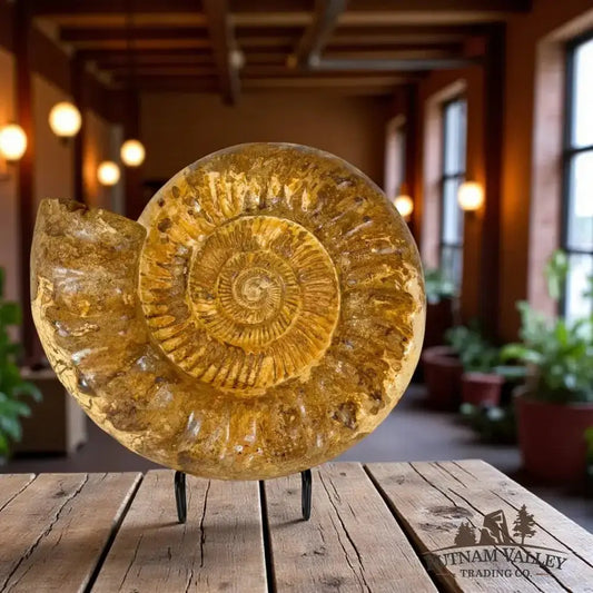 Real Jurassic Ammonite Fossil - Putnam Valley Trading Co.