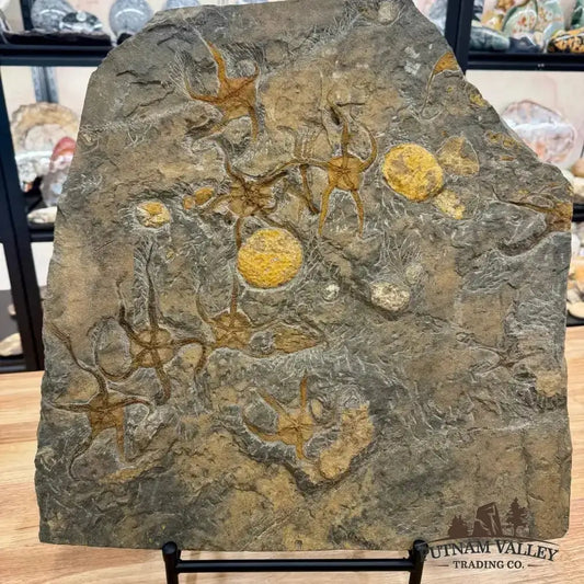 Reserve Authentic Ordovician Mortality Plate – 7 Brittle Stars & Rare Carpoids - Putnam Valley Trading Co.