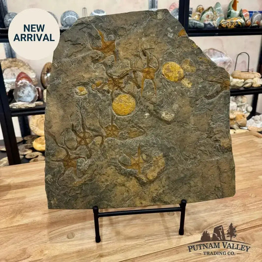 Reserve Authentic Ordovician Mortality Plate – 7 Brittle Stars & Rare Carpoids - Putnam Valley Trading Co.