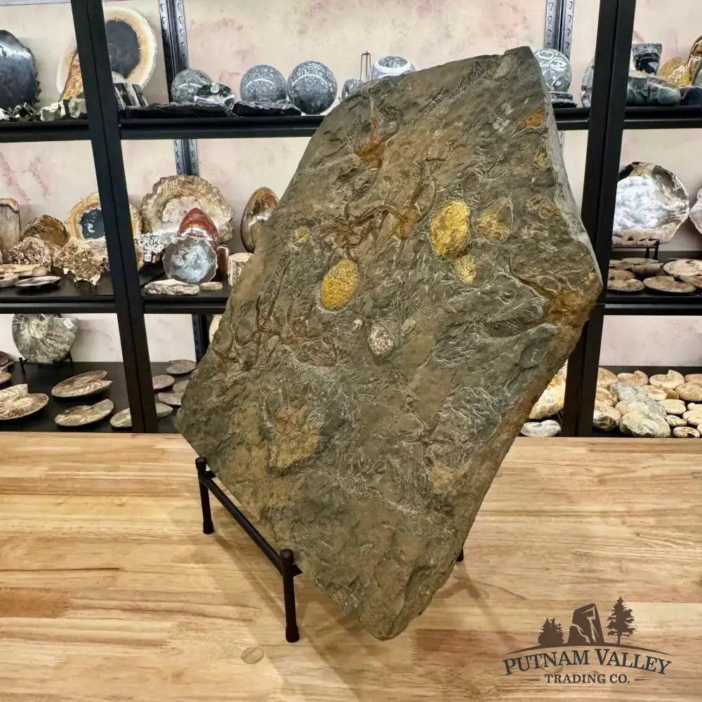 Reserve Authentic Ordovician Mortality Plate – 7 Brittle Stars & Rare Carpoids - Putnam Valley Trading Co.