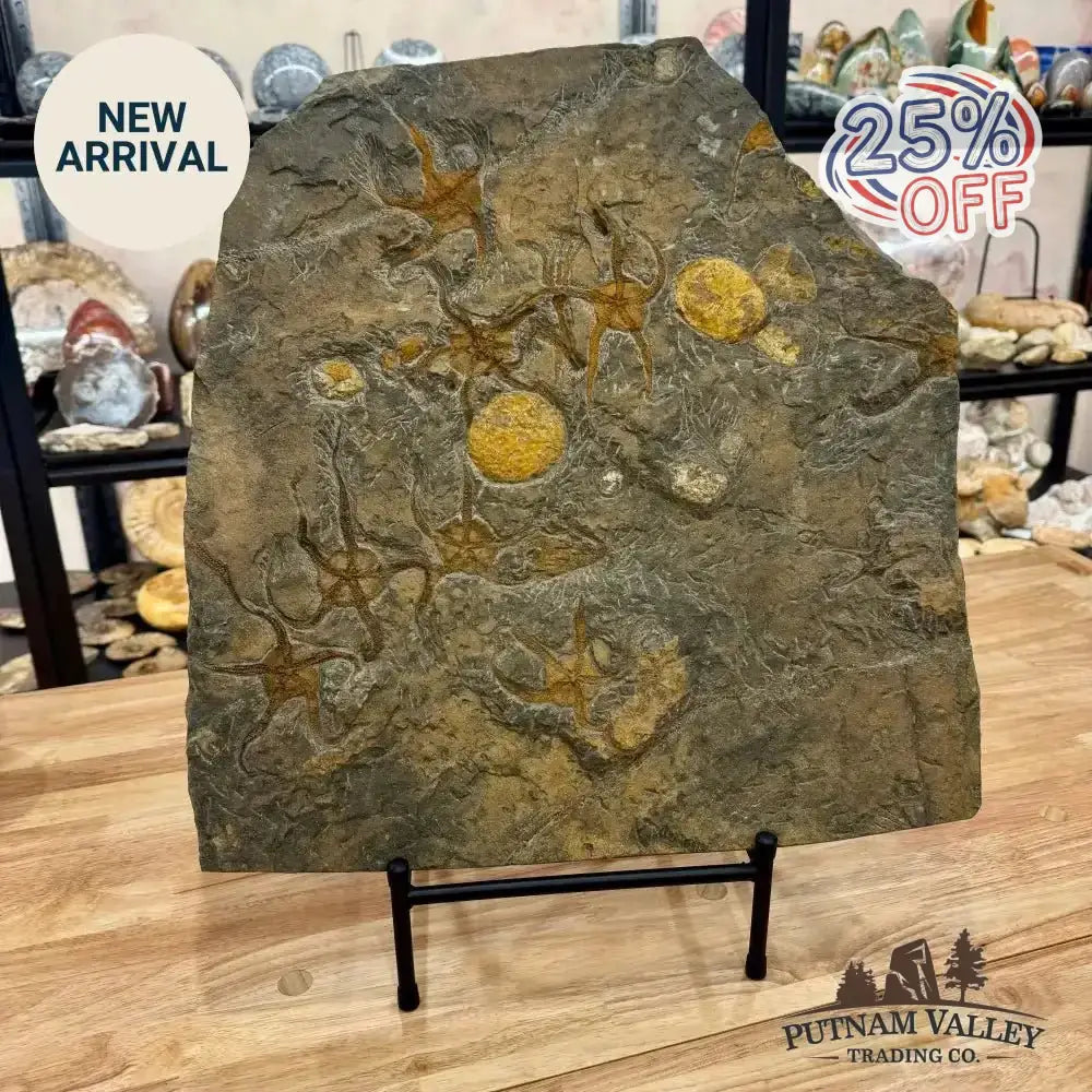 Reserve Authentic Ordovician Mortality Plate – 7 Brittle Stars & Rare Carpoids - Putnam Valley Trading Co.