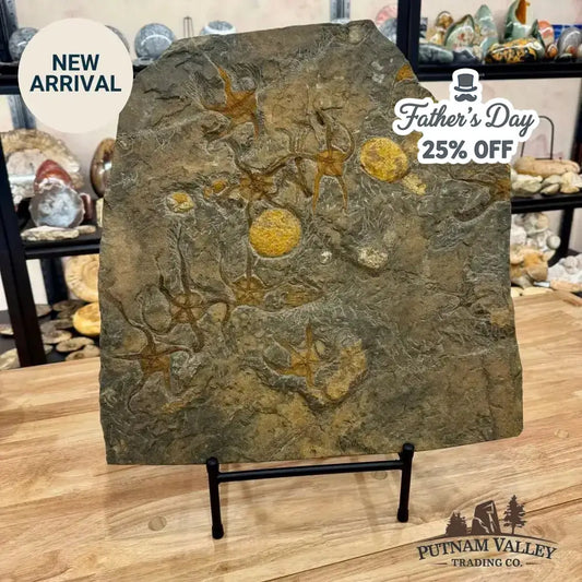 Reserve Authentic Ordovician Mortality Plate – 7 Brittle Stars & Rare Carpoids - Putnam Valley Trading Co.