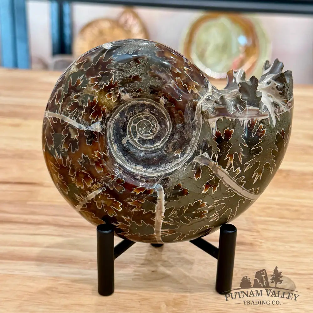 Reserve Authentic Polished Ammonite 5.25’’ - Fossil Specimen