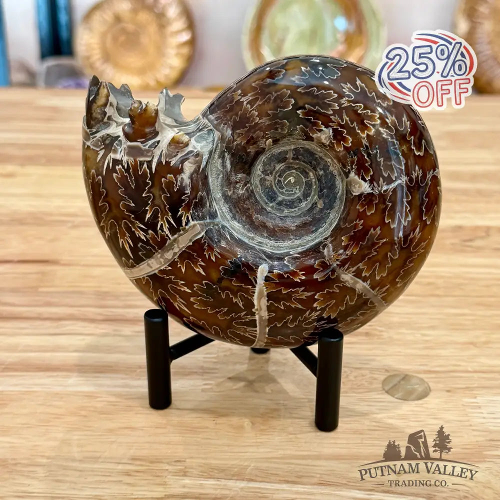 Reserve Authentic Polished Ammonite 5.25’’ - Fossil Specimen