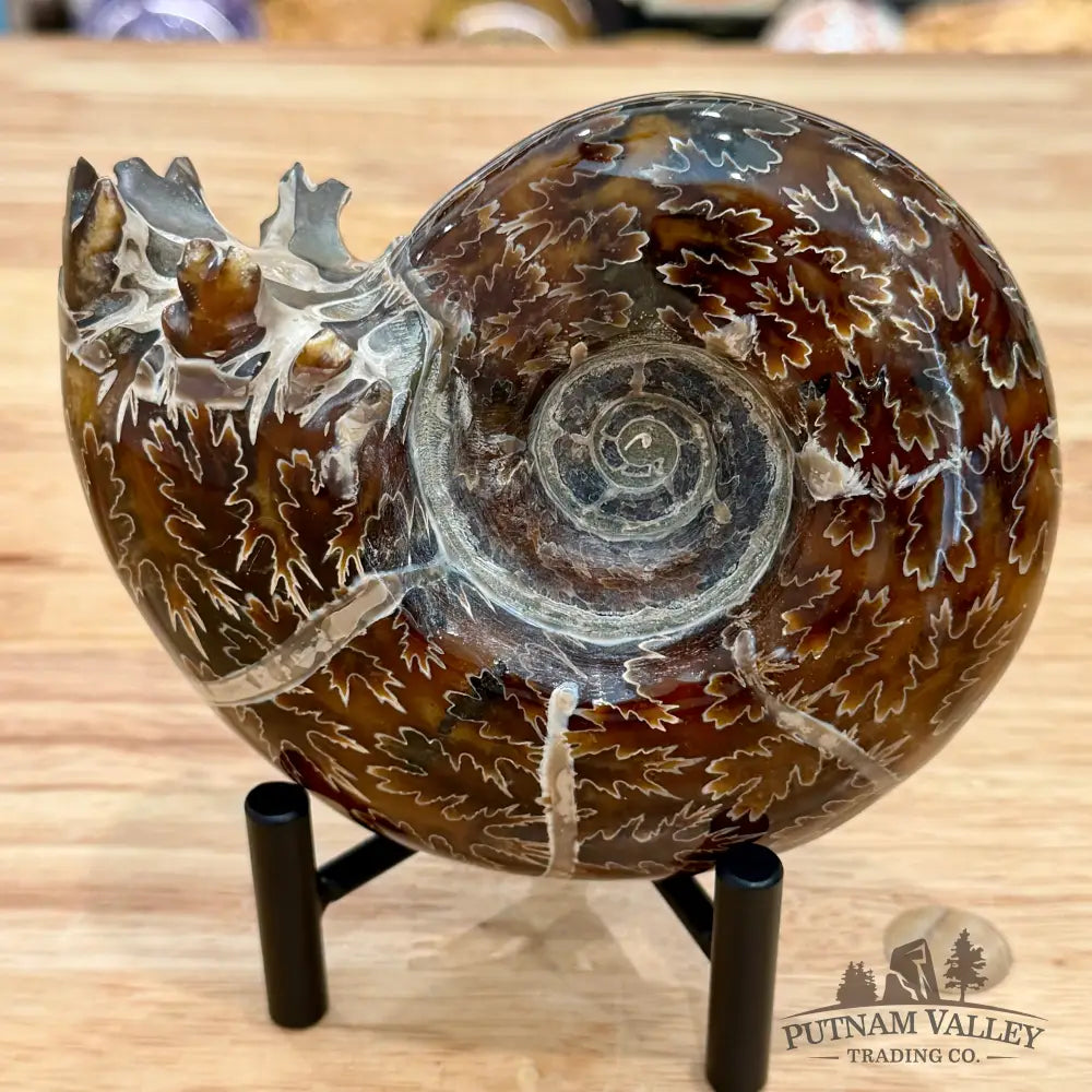 Reserve Authentic Polished Ammonite 5.25’’ - Fossil Specimen
