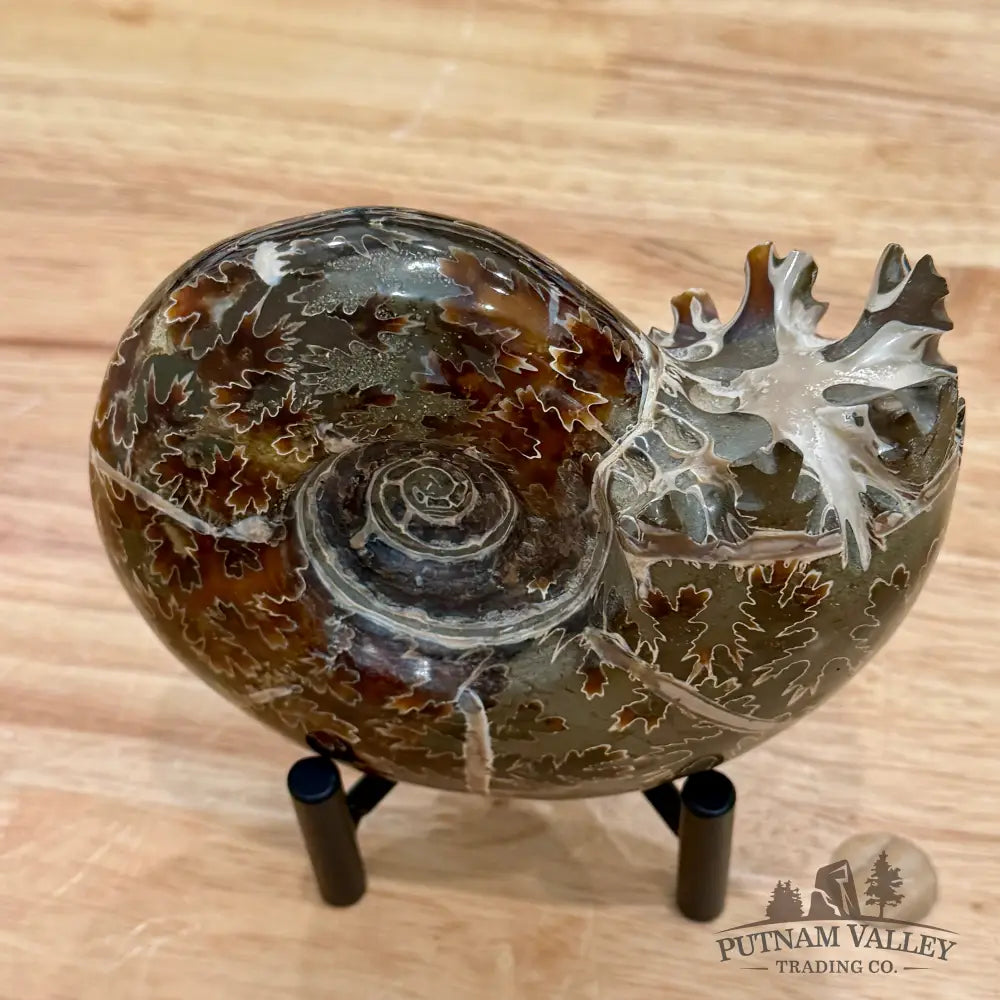 Reserve Authentic Polished Ammonite 5.25’’ - Fossil Specimen