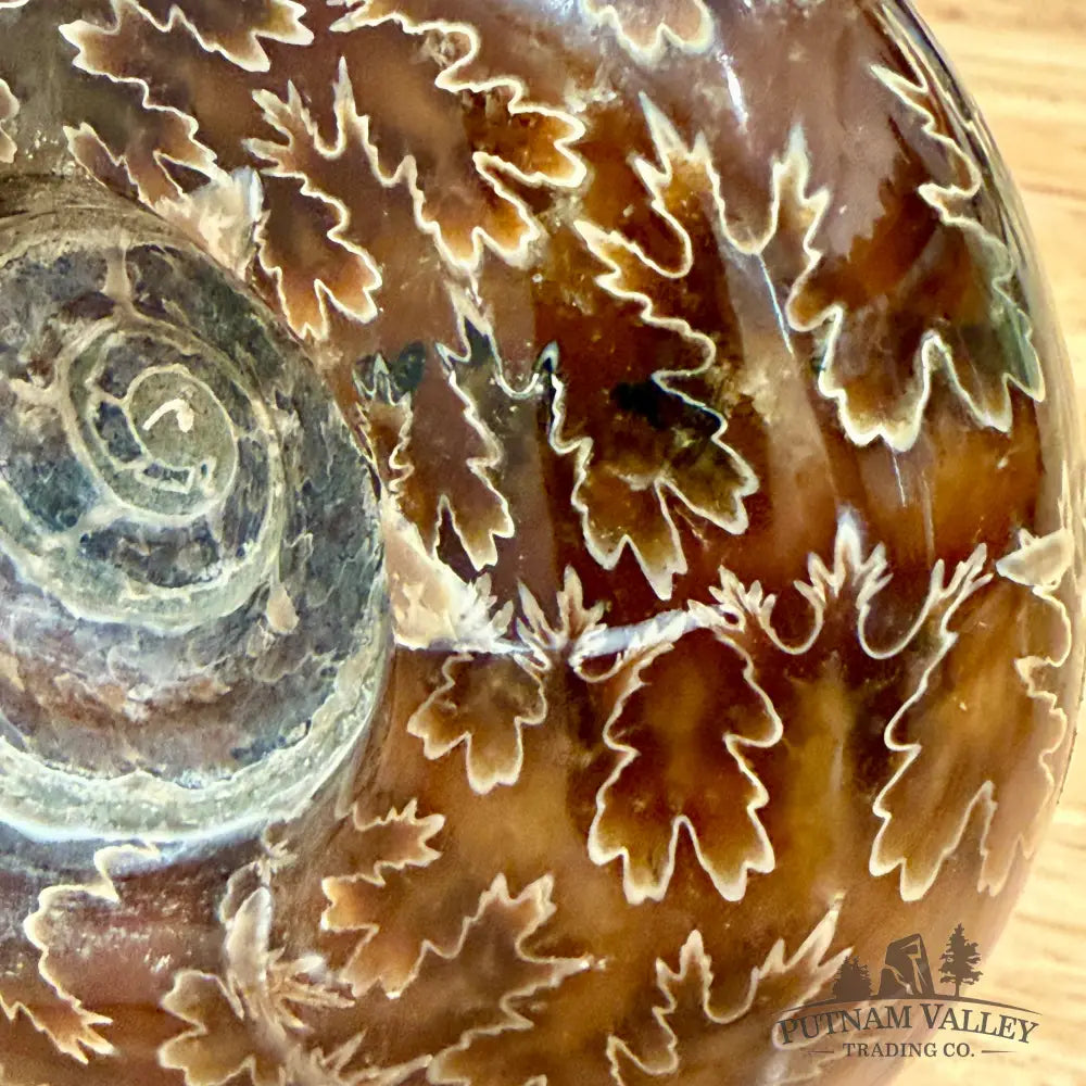 Reserve Authentic Polished Ammonite 5.25’’ - Fossil Specimen