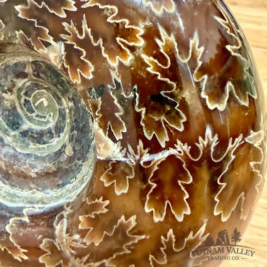 Reserve Authentic Polished Ammonite 5.25’’ - Fossil Specimen