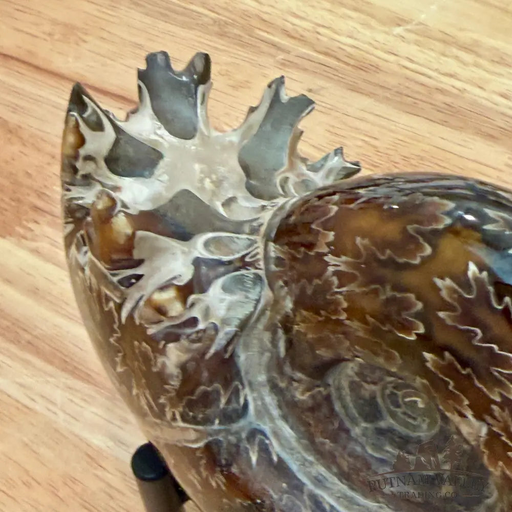 Reserve Authentic Polished Ammonite 5.25’’ - Fossil Specimen