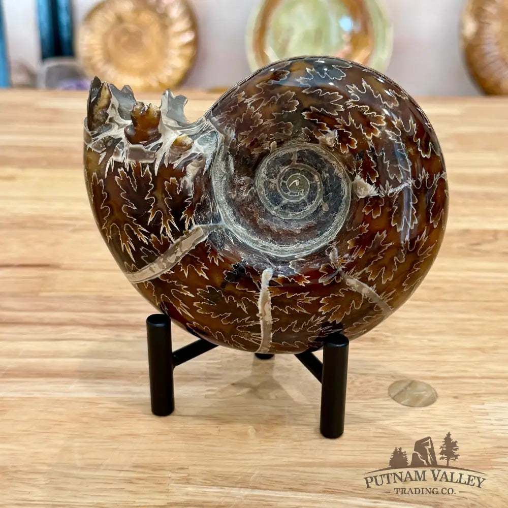 Reserve Authentic Polished Ammonite 5.25’’ - Fossil Specimen