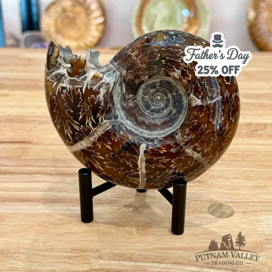 Reserve Authentic Polished Ammonite 5.25’’ - Fossil Specimen