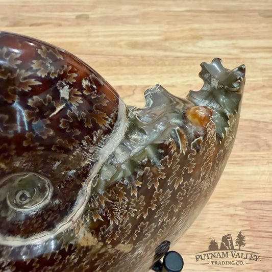 Reserve Authentic Polished Ammonite 6.1’’ - Fossil Specimen