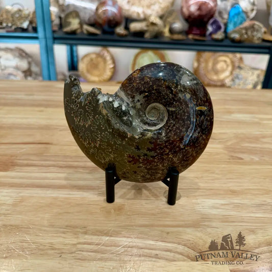 Reserve Authentic Polished Ammonite 6.1’’ - Fossil Specimen