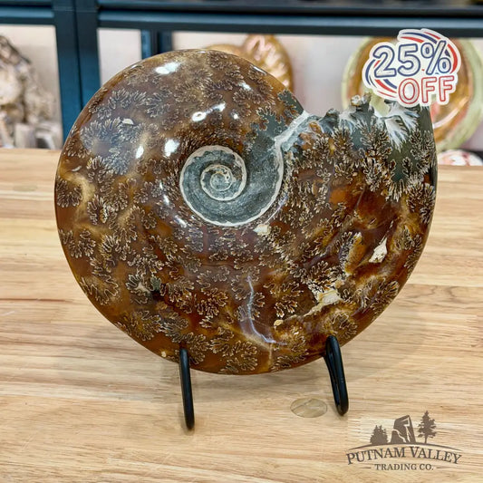 Authentic Agatized Ammonite 8.5’’ - Fossil Specimen