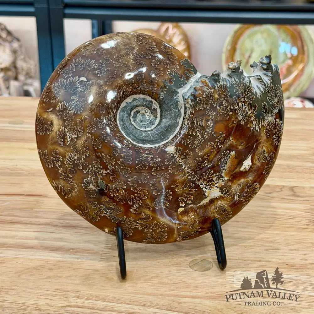 Authentic Agatized Ammonite 8.5’’ - Fossil Specimen