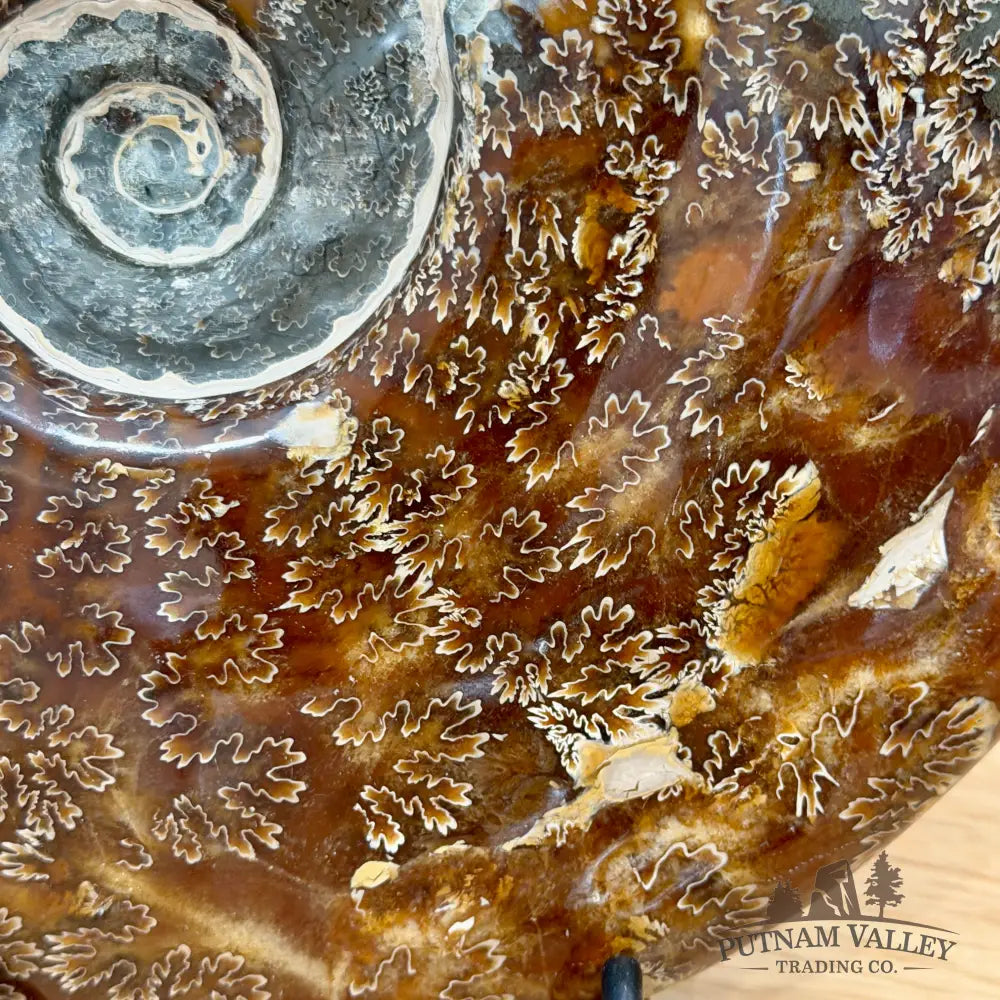 Authentic Agatized Ammonite 8.5’’ - Fossil Specimen