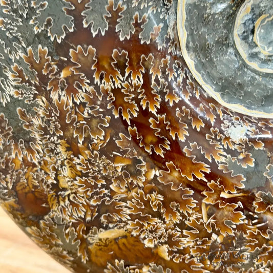 Authentic Agatized Ammonite 8.5’’ - Fossil Specimen