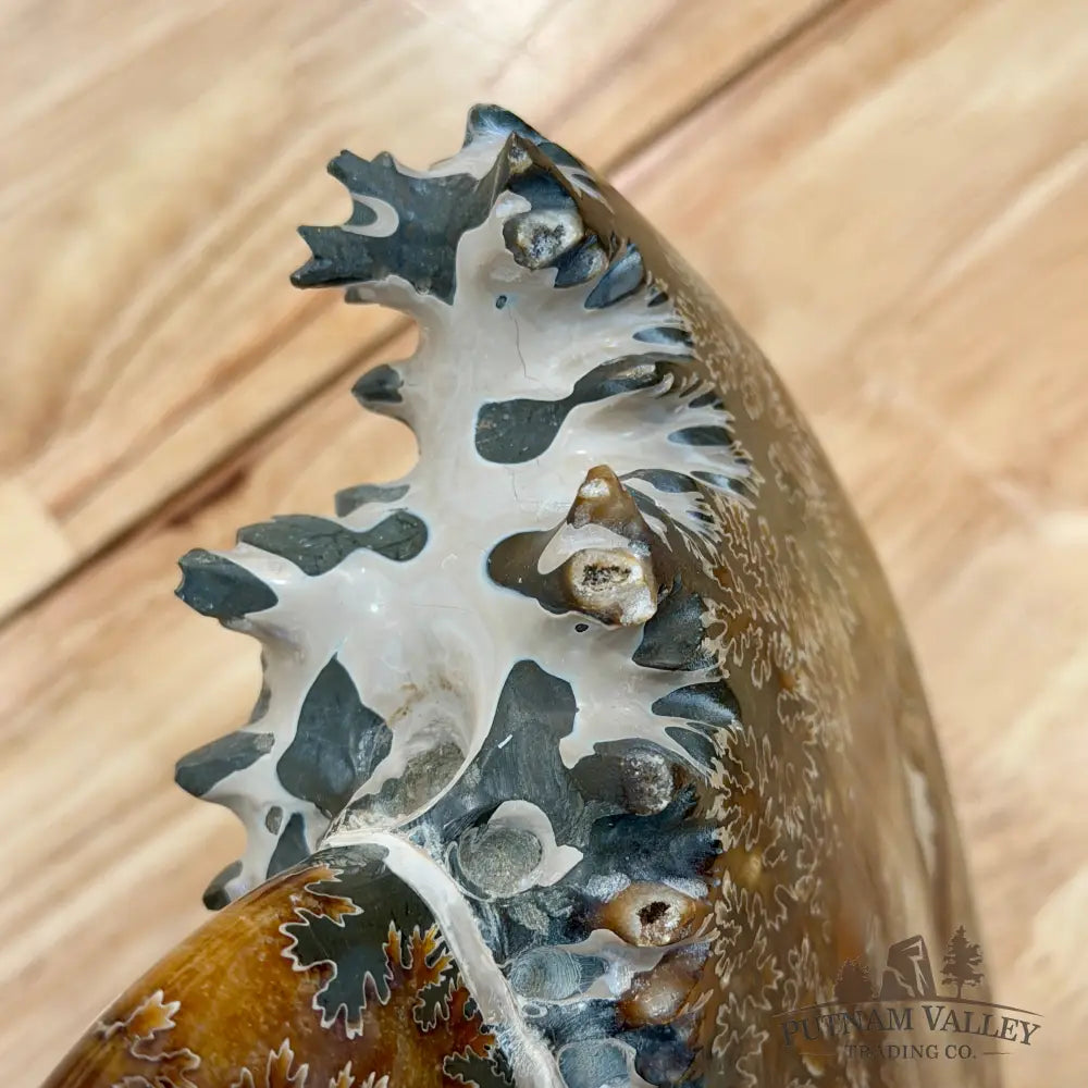 Authentic Agatized Ammonite 8.5’’ - Fossil Specimen