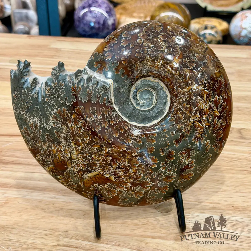 Authentic Agatized Ammonite 8.5’’ - Fossil Specimen