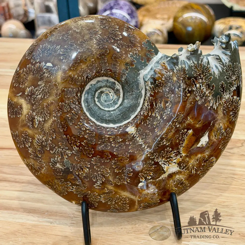 Authentic Agatized Ammonite 8.5’’ - Fossil Specimen
