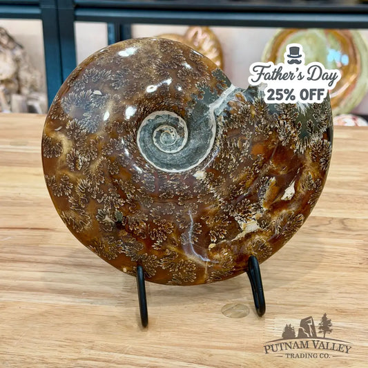 Authentic Agatized Ammonite 8.5’’ - Fossil Specimen
