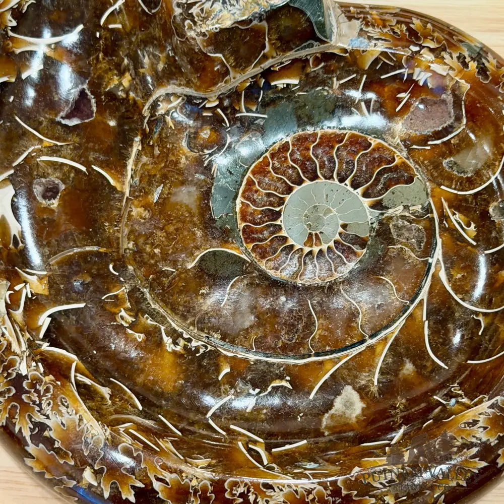 Reserve Carved Ammonite Fossil Accent Dish 7.5’’ - Fossil Specimen