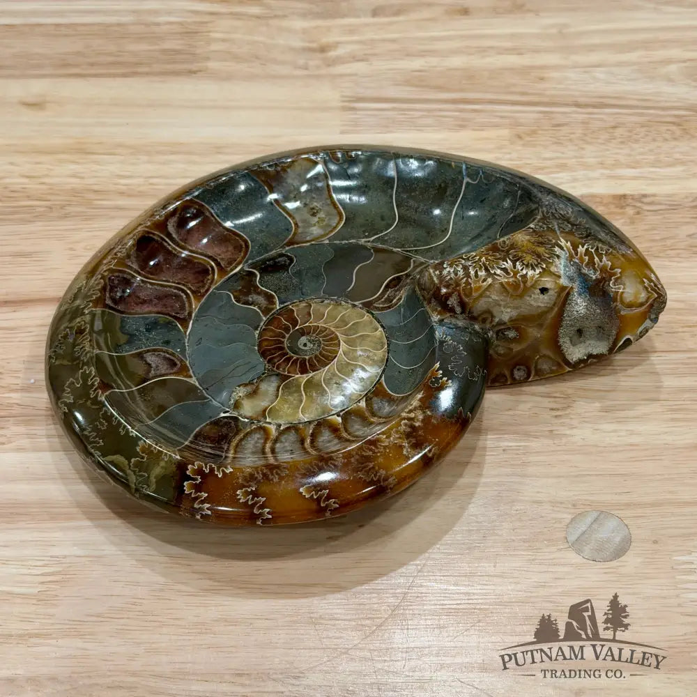 Reserve Carved Ammonite Fossil Accent Dish 8’’ - Fossil Specimen