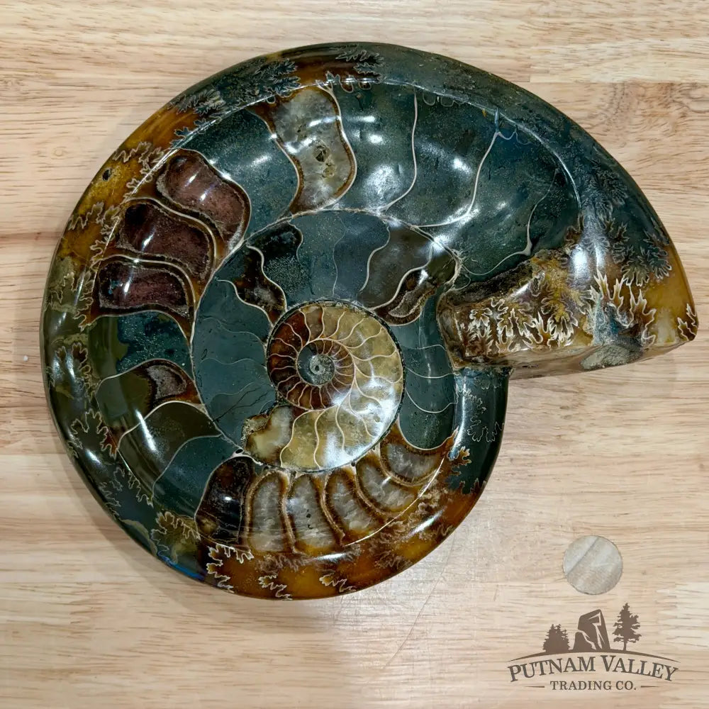Reserve Carved Ammonite Fossil Accent Dish 8’’ - Fossil Specimen