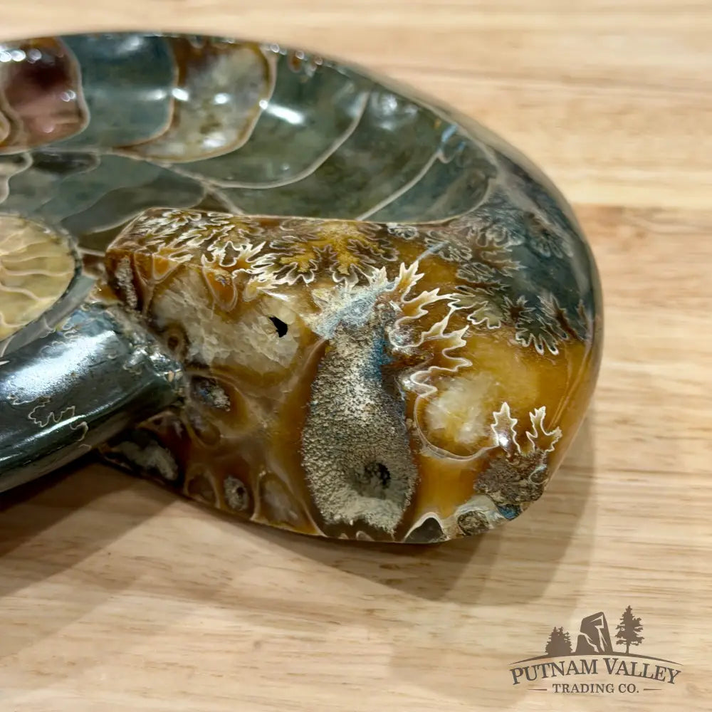 Reserve Carved Ammonite Fossil Accent Dish 8’’ - Fossil Specimen