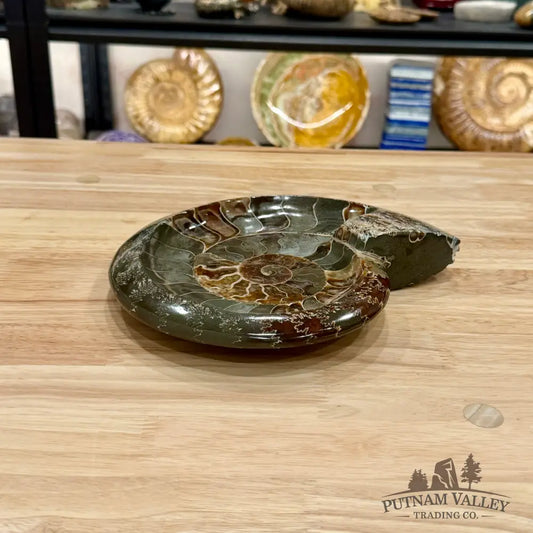 Reserve Carved Ammonite Fossil Accent Dish 9’’ - Fossil Specimen
