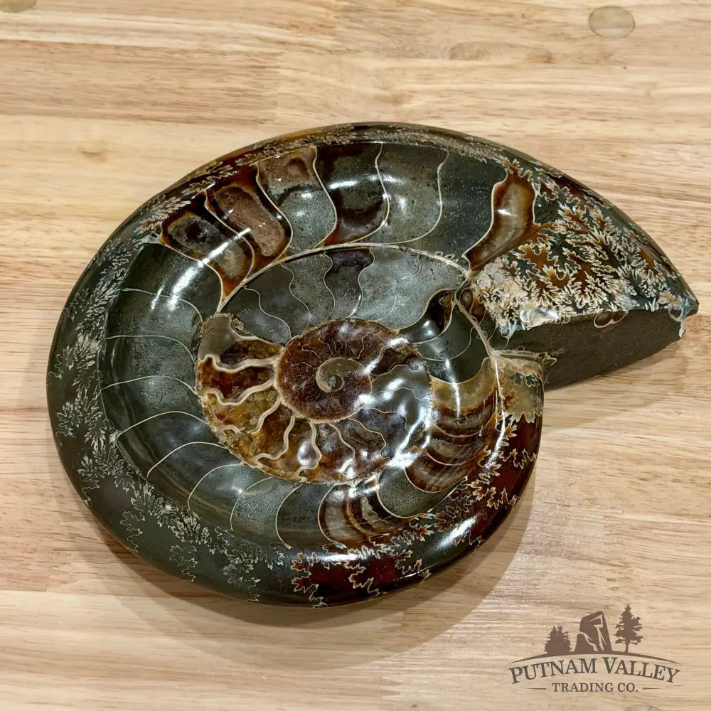 Reserve Carved Ammonite Fossil Accent Dish 9’’ - Fossil Specimen