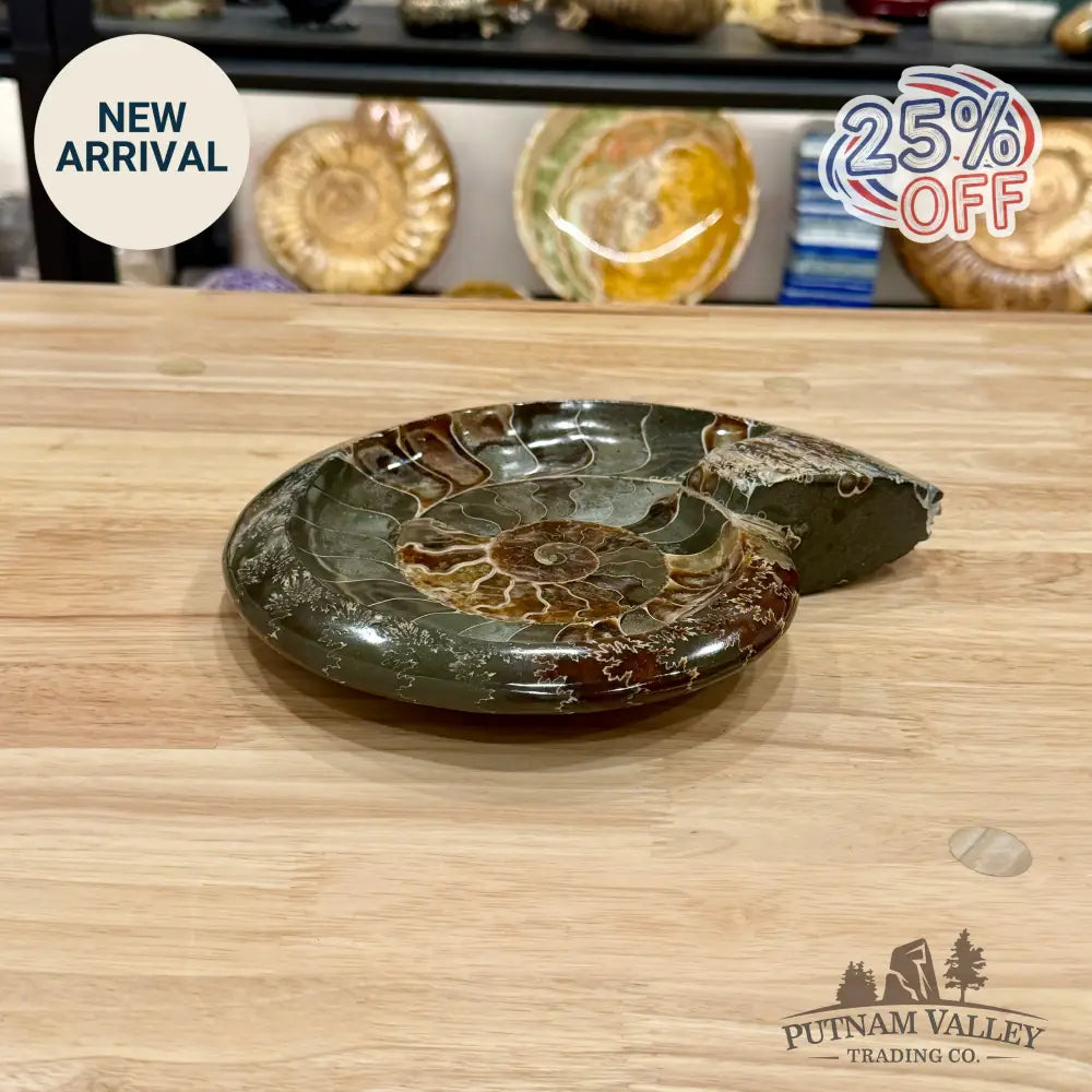 Reserve Carved Ammonite Fossil Accent Dish 9’’ - Fossil Specimen