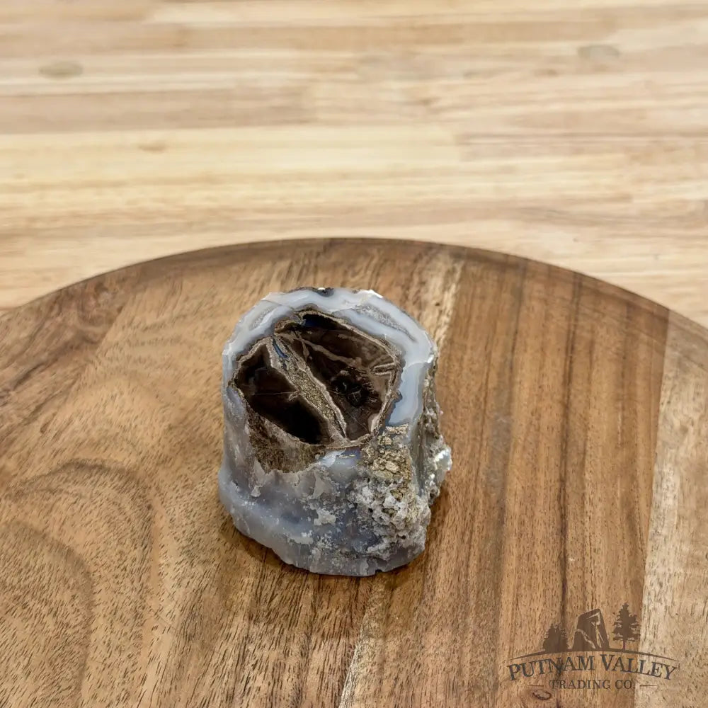 Reserve Collector-Grade Blue Forest Wyoming Petrified Wood Stump | Edenoxylon - Accent