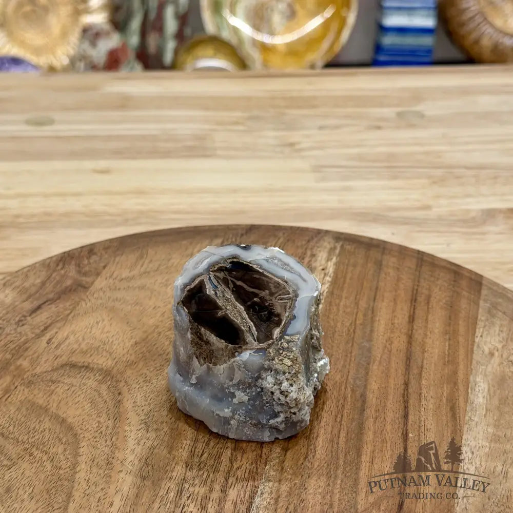 Reserve Collector-Grade Blue Forest Wyoming Petrified Wood Stump | Edenoxylon - Accent