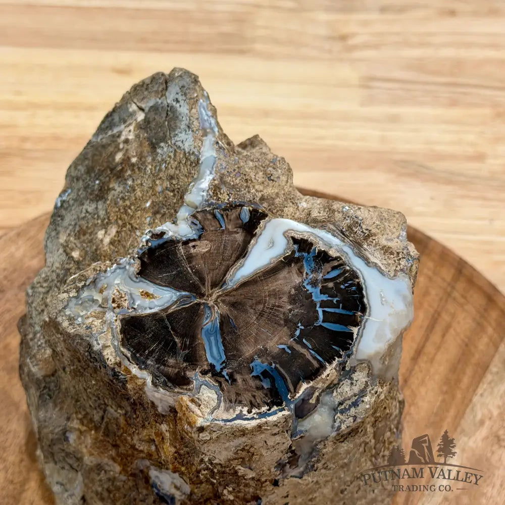 Reserve Collector-Grade Blue Forest Wyoming Petrified Wood Stump | Edenoxylon - Accent