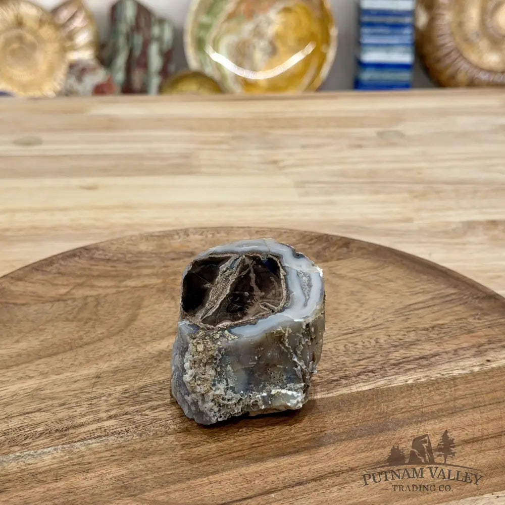 Reserve Collector-Grade Blue Forest Wyoming Petrified Wood Stump | Edenoxylon - Accent