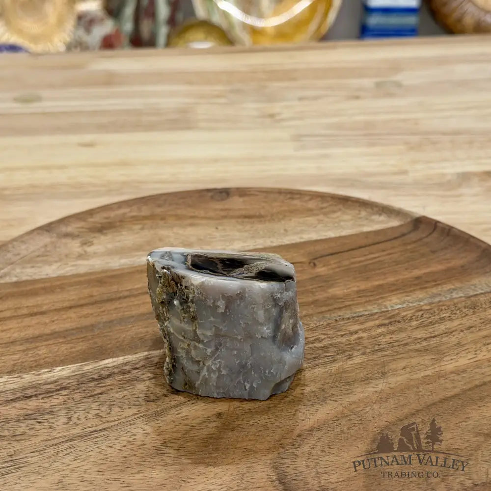Reserve Collector-Grade Blue Forest Wyoming Petrified Wood Stump | Edenoxylon - Accent