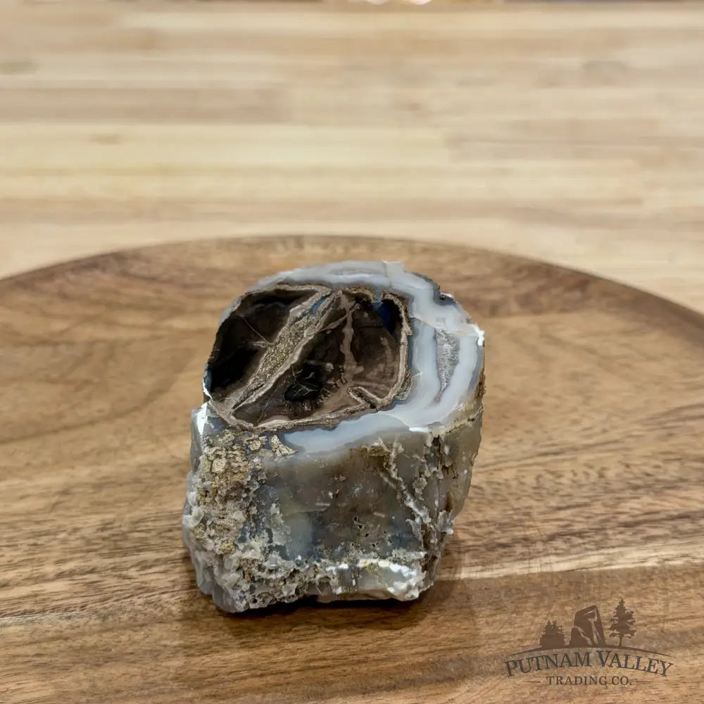 Reserve Collector-Grade Blue Forest Wyoming Petrified Wood Stump | Edenoxylon - Accent