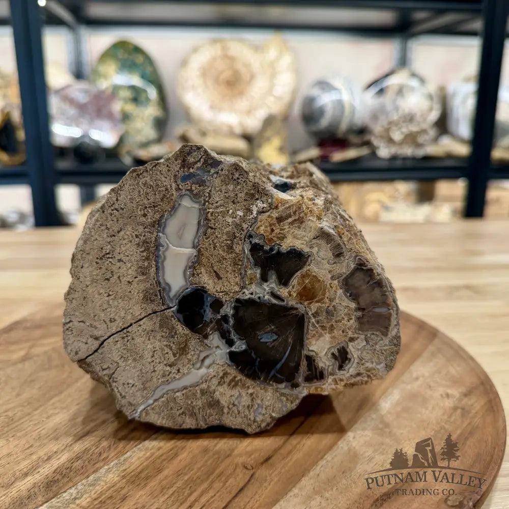 Reserve Collector-Grade Blue Forest Wyoming Petrified Wood Stump | Edenoxylon - Accent