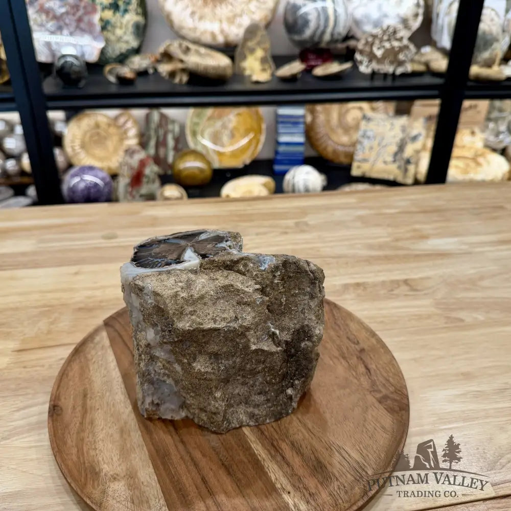 Reserve Collector-Grade Blue Forest Wyoming Petrified Wood Stump | Edenoxylon - Accent